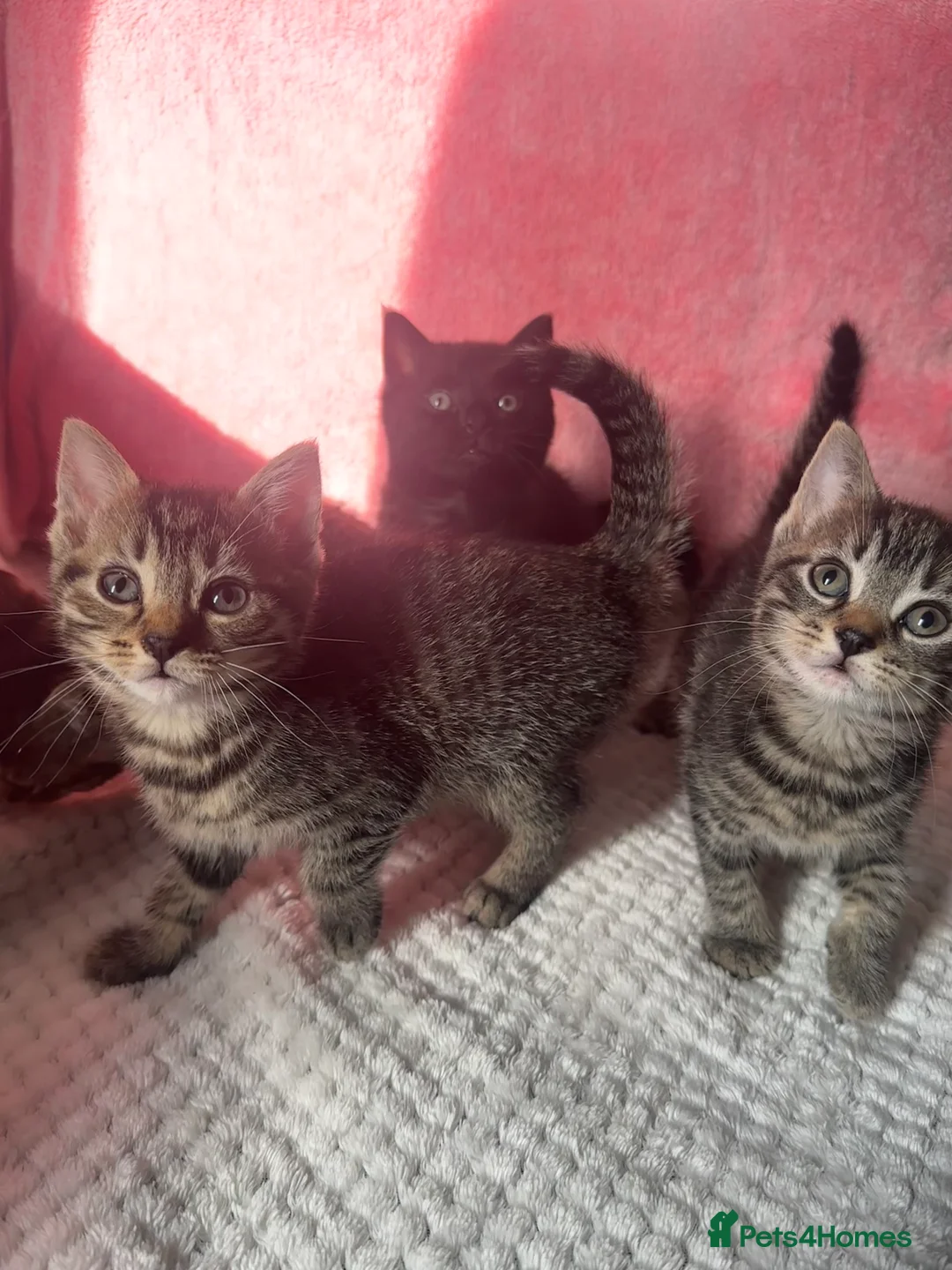 Mixed Breed cats for sale: 4 Tabby Female kittens available  - Advert 5