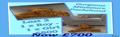 Miniature Dachshund 6 available 