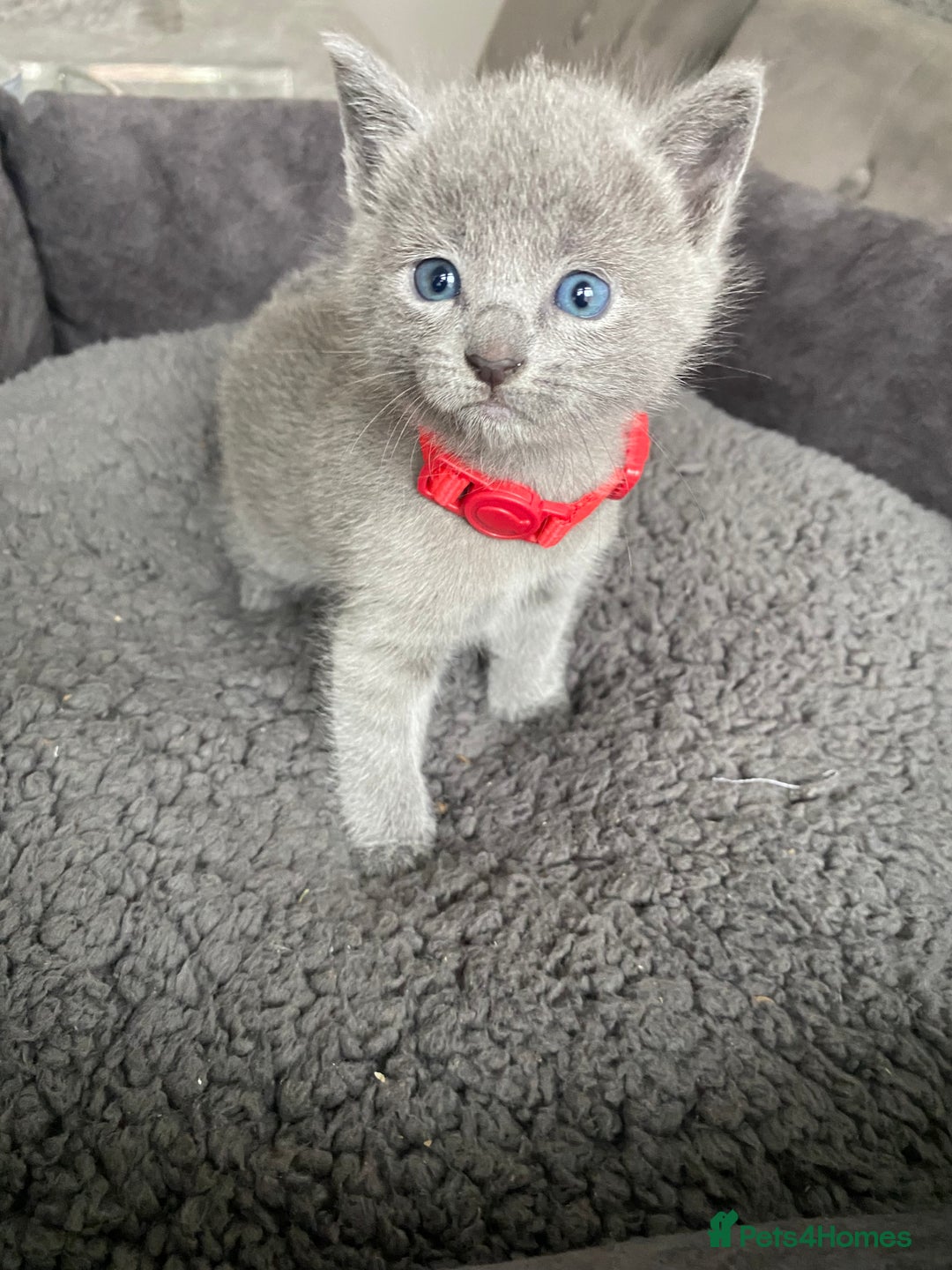 Russian Blue cats for sale: Russian blue kittens  - Advert 24