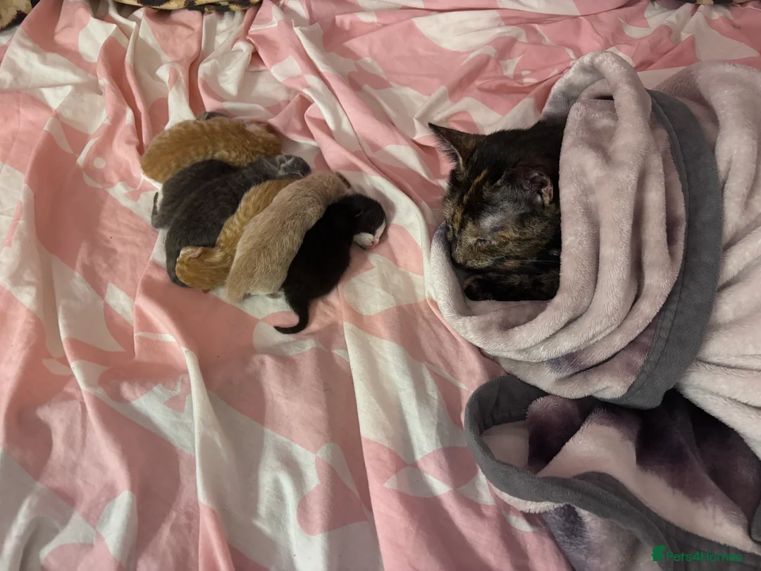 Mixed Breed cats for sale: gorgeous male kittens  in Bexhill-on-Sea - Advert 7