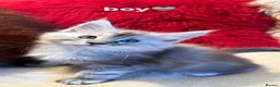 Maine Coon cats for sale: 🐾 beautiful maine coon kittens  - Advert 3