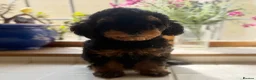 Toy Poodle dogs for sale: Stunning health tested toy poodle puppies  - Advert 12