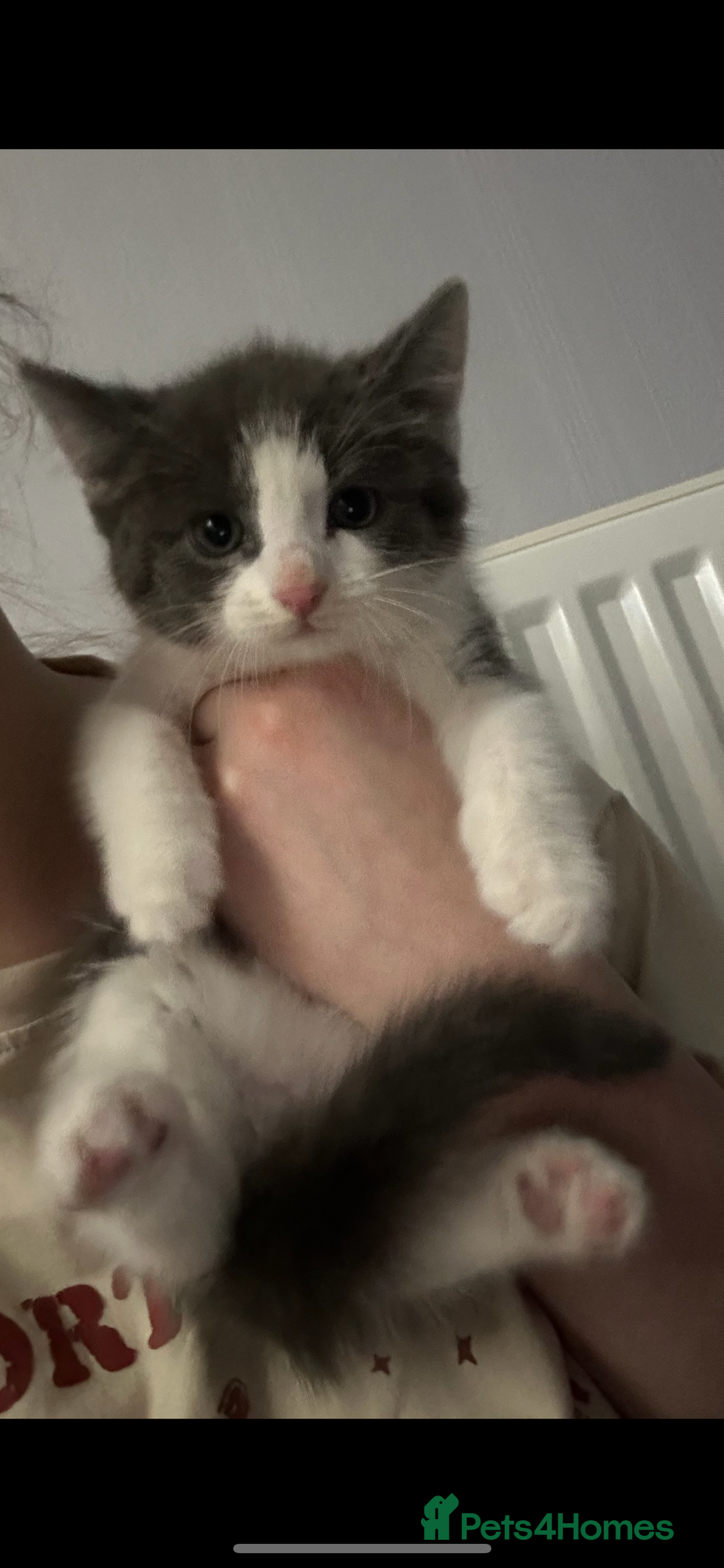 Mixed Breed cats for sale: Gorgeous grey and white kitten - Advert 1