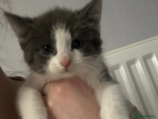 Mixed Breed cats Gorgeous grey and white kitten - Advert 2