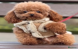 Toy Poodle dogs for sale: 🌟 Stunning Champagne Asian Toy Poodle Boy🌟 - Advert 4