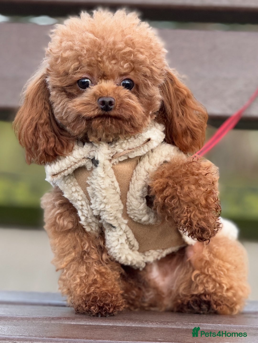Toy Poodle dogs for sale: 🌟 Stunning Champagne Asian Toy Poodle Boy🌟 - Advert 4