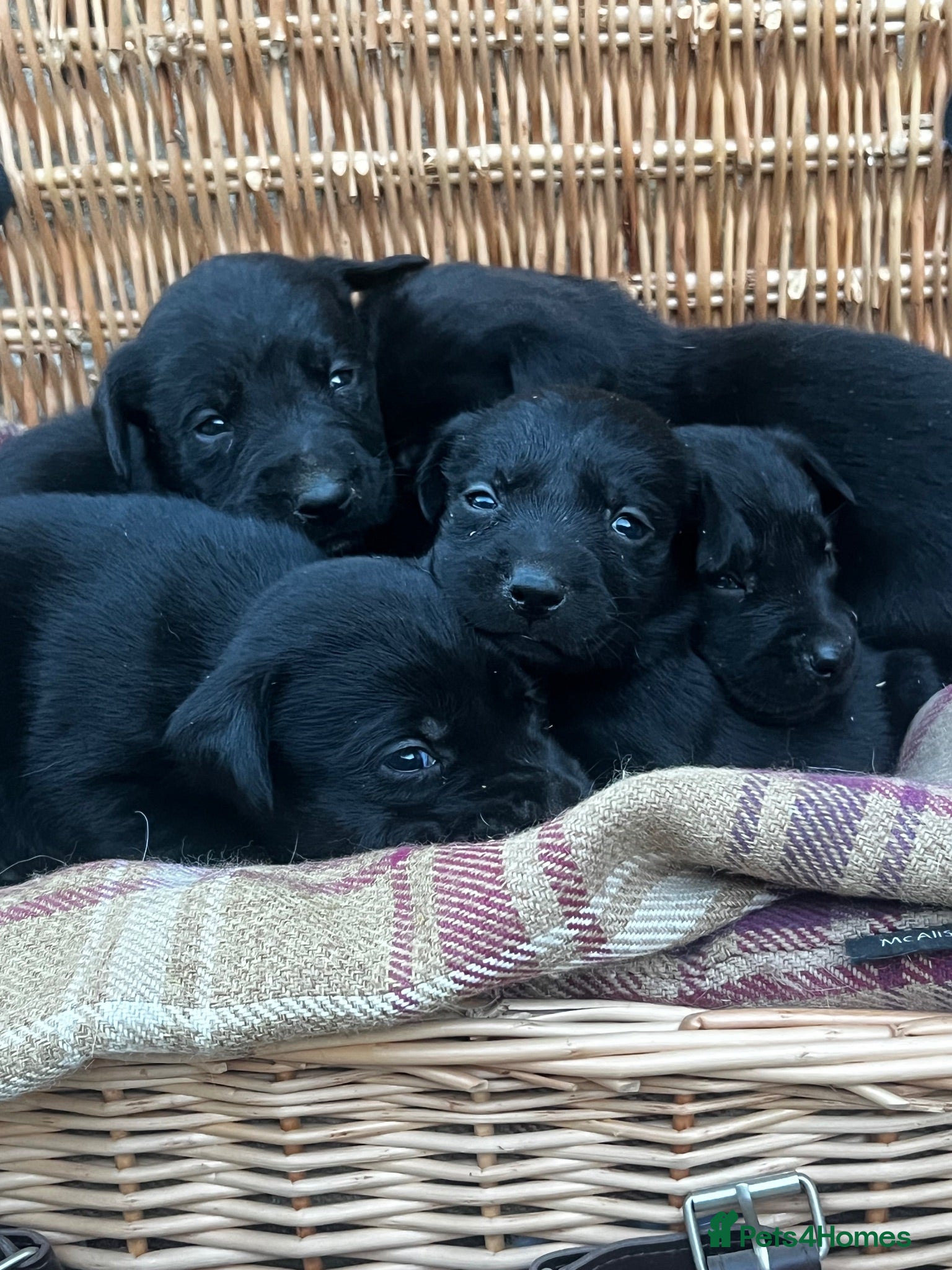 Labrador Retriever dogs Beautiful KC black Labrador puppies - Advert 1