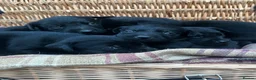 Labrador Retriever dogs for sale: Beautiful KC black Labrador puppies in Scarborough - Advert 1