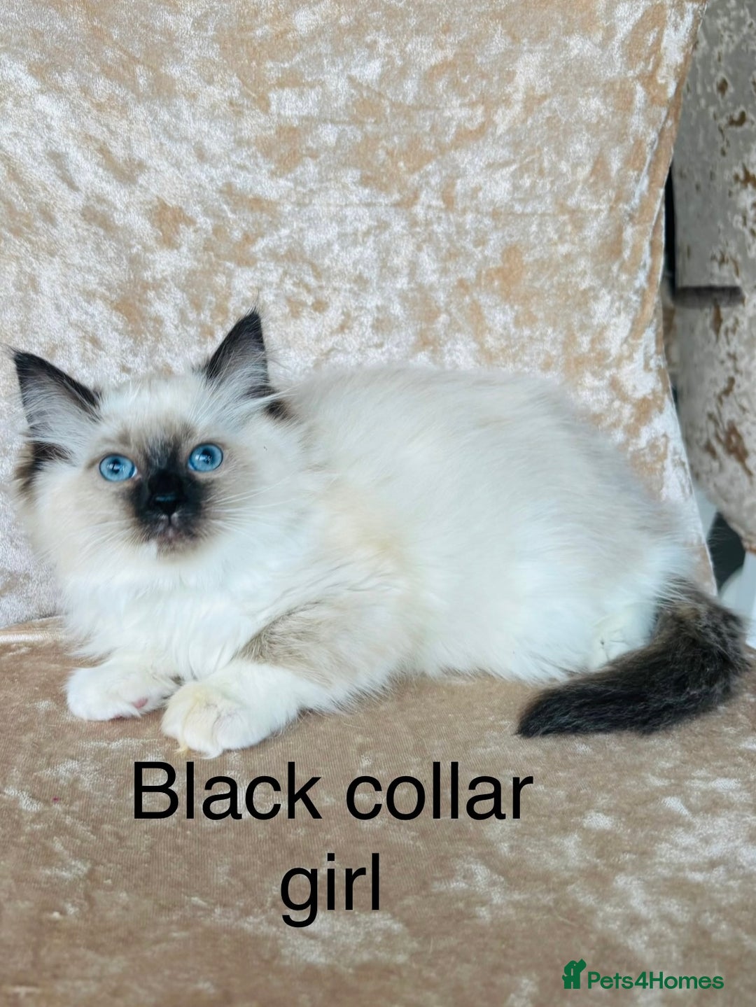 Ragdoll cats for sale: Beautiful ragdoll kittens  - Advert 8