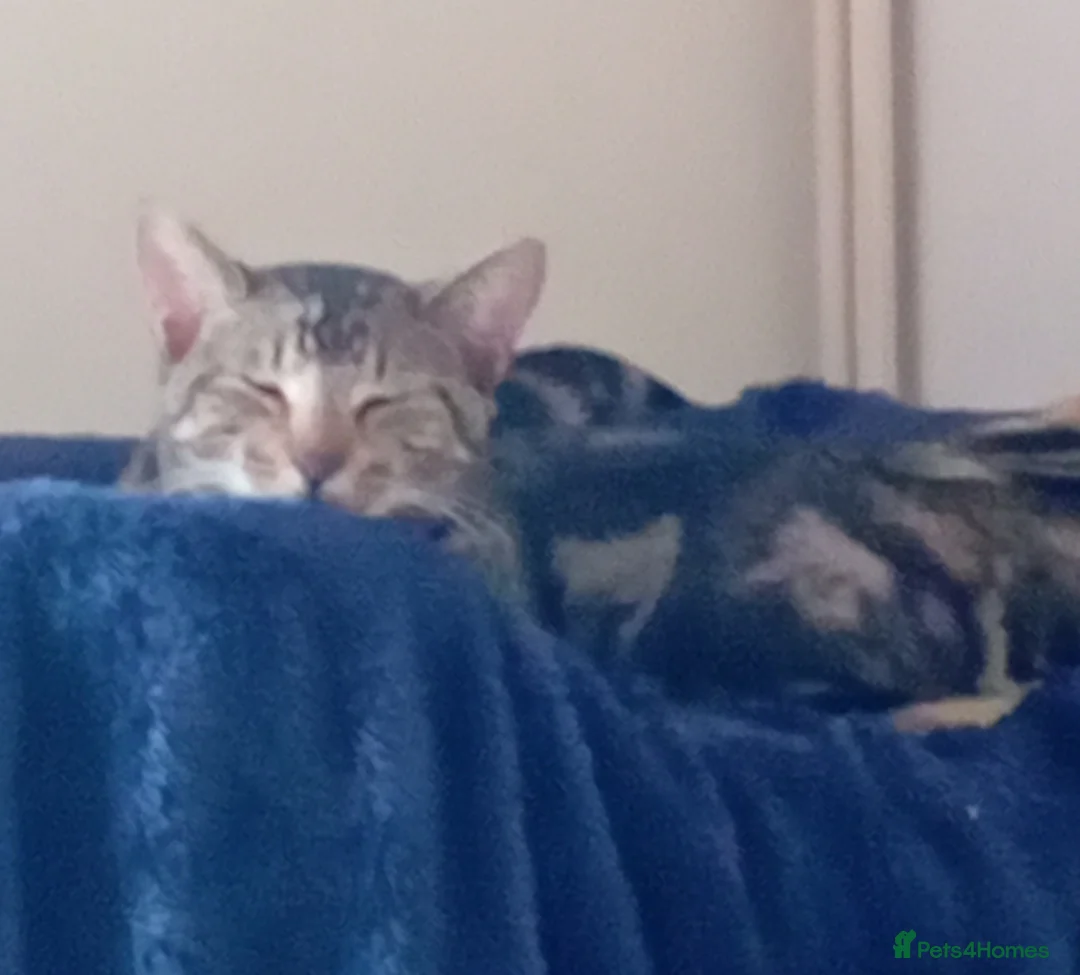 Bengal cats for sale: Lovely 2 Year Old Female Bengal Cat - Advert 2