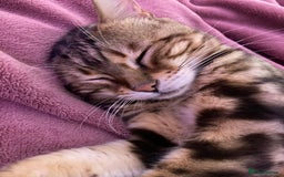 Bengal cats for sale: 🐾 Bengal Cat Alfie Looking for Forever Home 🐾 - Image 6