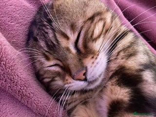 Bengal cats - Advert 26