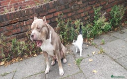Mixed Breed dogs for sale: Caine corso/ American bully 10 weeks - Advert 30