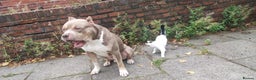 Mixed Breed dogs for sale: Caine corso/ American bully 10 weeks - Advert 30