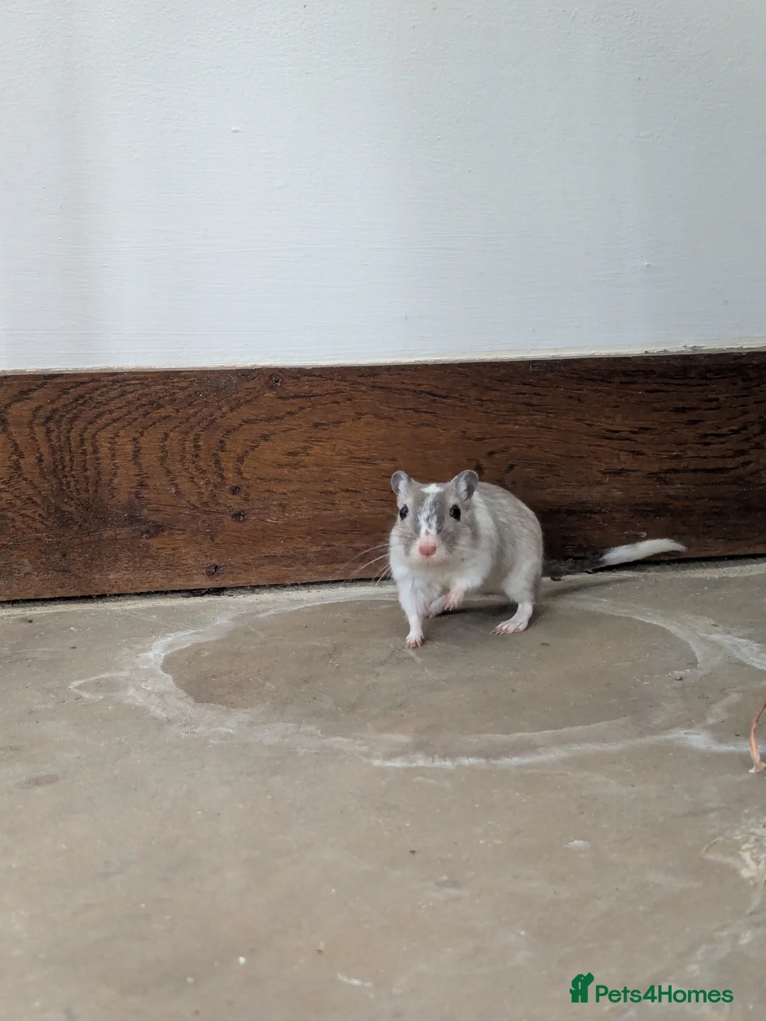 Gerbil rodents for sale: Two brothers with full setup in Battle - Advert 19