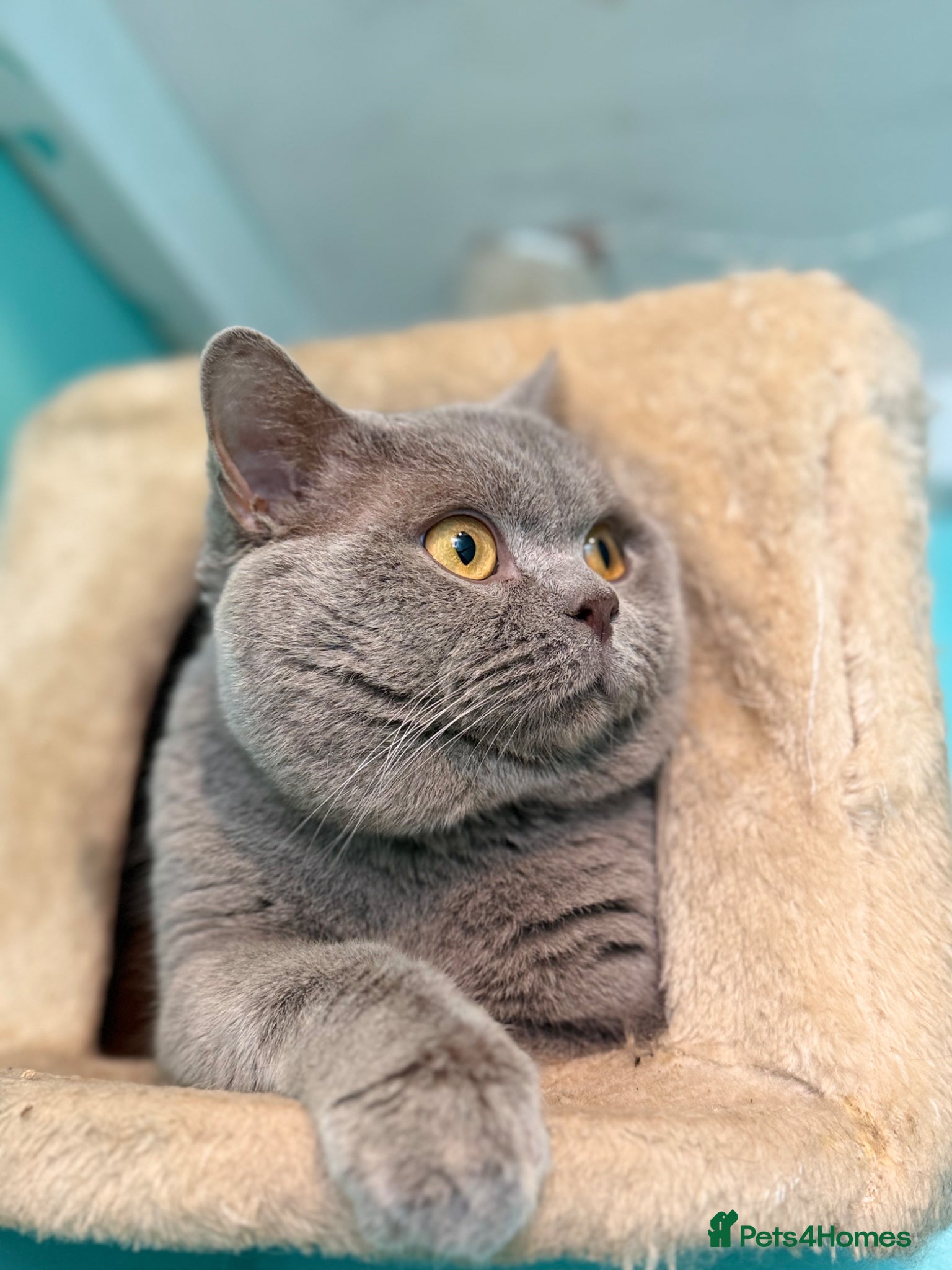 British Shorthair cats GCCF Lilac BSH for stud duties 💜🐻  - Advert 3