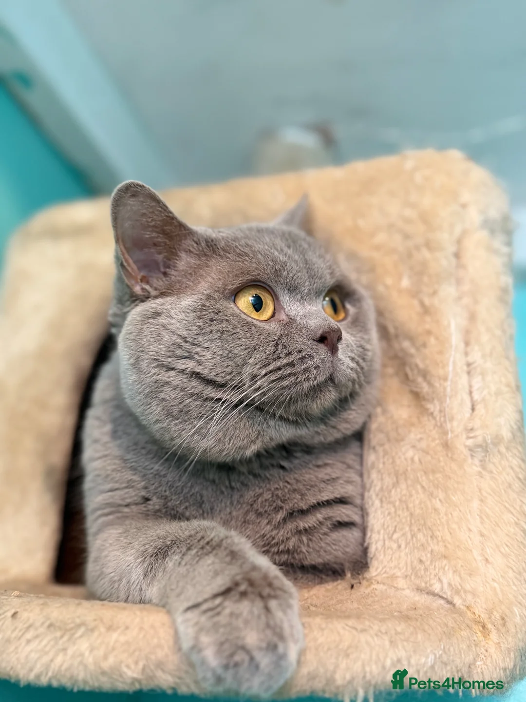 British Shorthair cats for stud: GCCF Lilac BSH for stud duties 💜🐻  - Advert 2