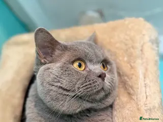 British Shorthair cats GCCF Lilac BSH for stud duties ๐๐ป - Advert 7