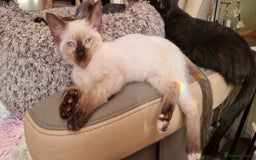 Sphynx cats for sale: Mixed selection Sphynx kittens. - Image 8