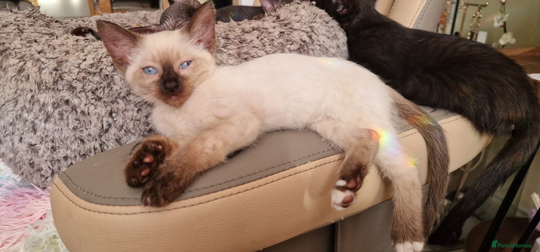 Sphynx cats for sale: Mixed selection Sphynx kittens. - Image 8