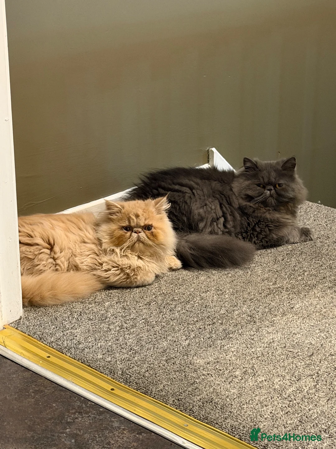Persian cats for sale: Lovely Persian Boy 14 months old  in Telford - Advert 1
