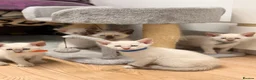 Siamese cats for sale: 🐾 Siamese kittens for sale 🐾 in Radstock - Advert 17
