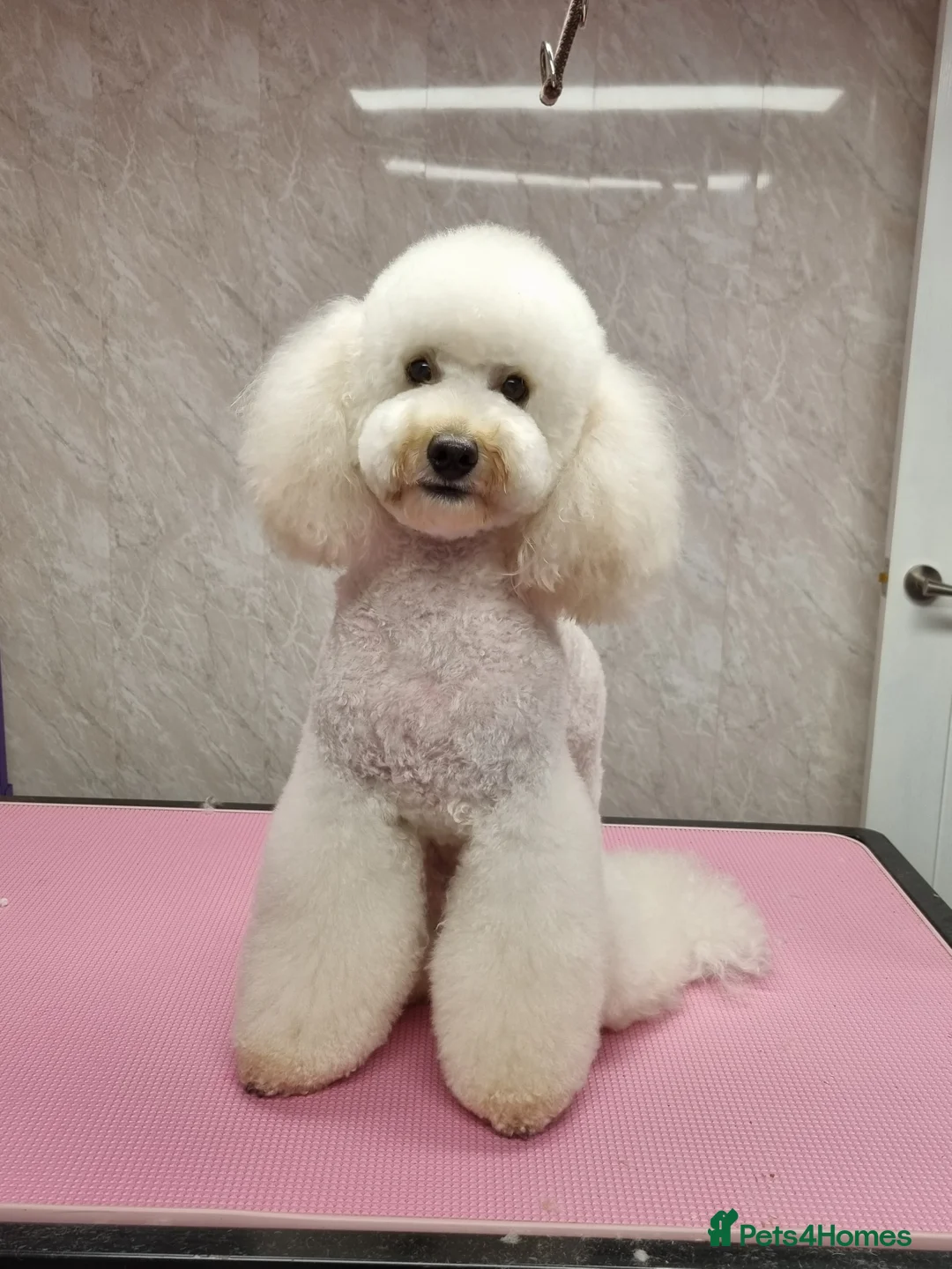 Miniature Poodle dogs for stud: Gorgeous miniature poodle  in Shepton Mallet - Advert 4