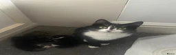 Mixed Breed cats for sale: Beautiful kittens  in Merthyr Tydfil - Advert 13