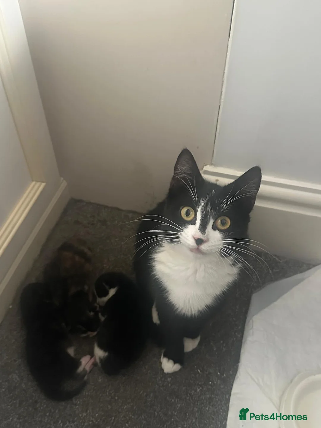 Mixed Breed cats for sale: Beautiful kittens  in Merthyr Tydfil - Advert 13