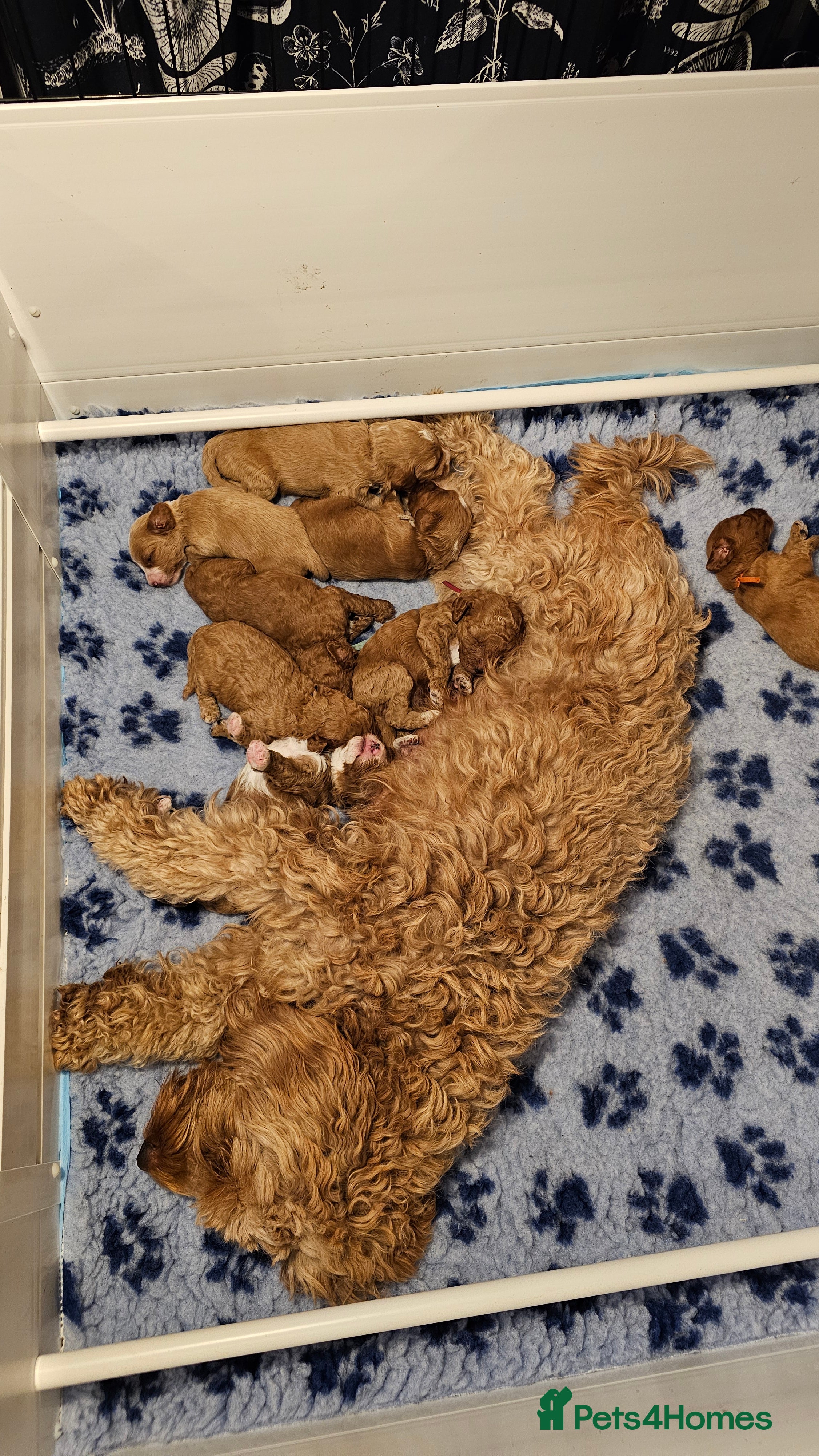 Australian Labradoodle dogs Stunning Miniature Australian Labradoodle pups - Advert 3