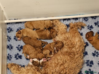Australian Labradoodle dogs Stunning Miniature Australian Labradoodle pups - Advert 1