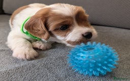Cavapoo dogs for sale: F2 Cavapoo, Dog breeding license - Advert 29