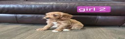 Cockapoo dogs for sale: Adorable F1 Cockapoo pups ♥️🐕🐾 in Bury Saint Edmunds - Advert 10
