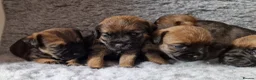 Border Terrier dogs for sale: KC Show Quality Pups - Advert 4