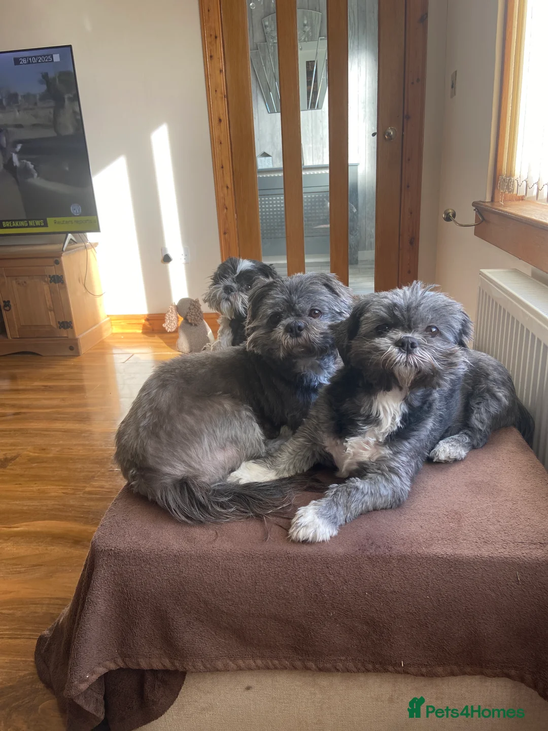 Shih Tzu dogs for sale: Male & female shit tzu - Advert 1