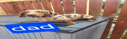 Dachshund dogs for sale: Dachshund Puppies for Sale  - Advert 10