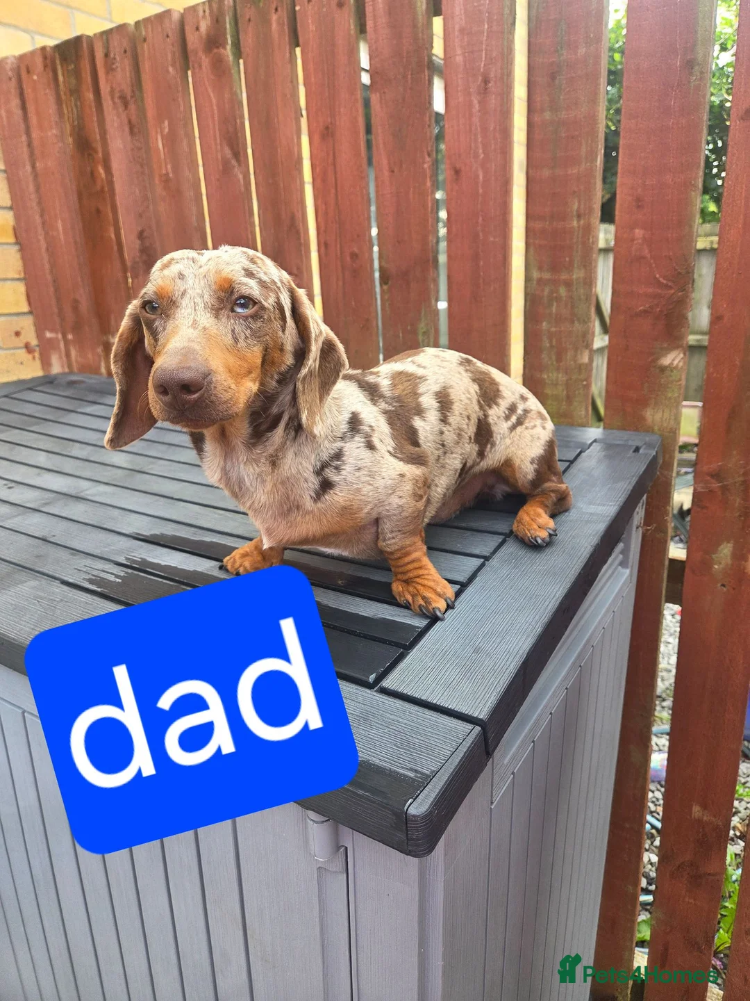 Dachshund dogs for sale: Dachshund Puppies for Sale  - Advert 10