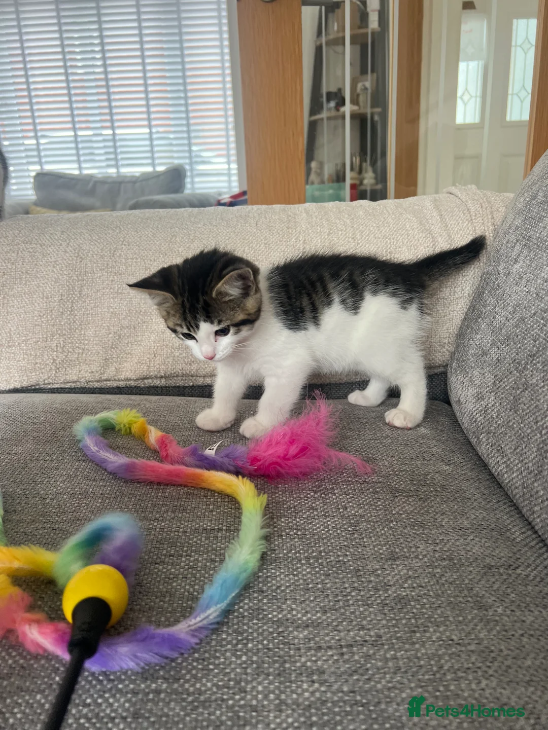 Mixed Breed cats for sale: One beautiful girl kitten available  in Bristol - Advert 2