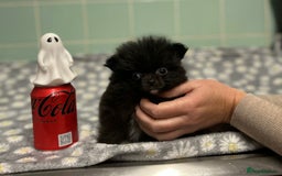 Pomeranian dogs for sale: Beautiful Pomeranian puppies  - Image 29