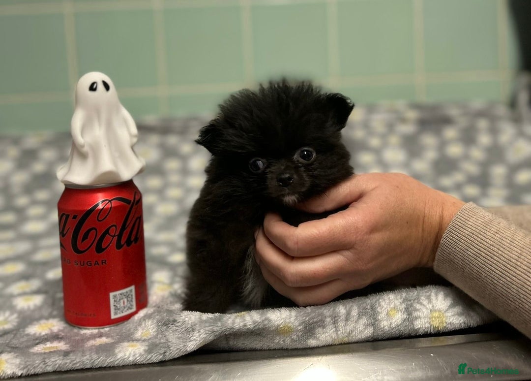 Pomeranian dogs for sale: Beautiful Pomeranian puppies  - Image 29