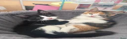 Maine Coon cats for sale: TORTOISESHELL MAINE COON X KITTENS - Advert 19