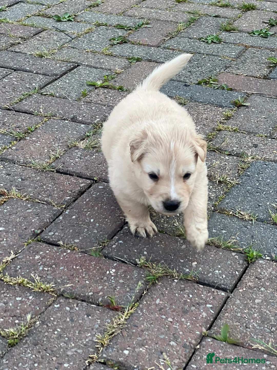 Mixed Breed dogs for sale: German Shepherd cross staff in Leighton Buzzard - Advert 5