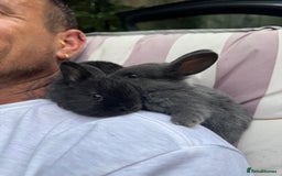Rex rabbits for sale: Beautiful Rex x Lop Rabbits  - Image 1