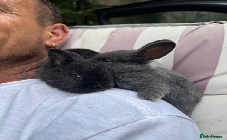 Rex rabbits - Advert 4