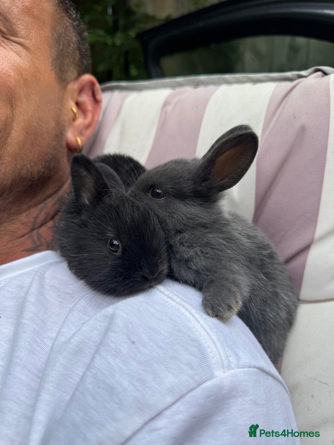Rex rabbits for sale: Beautiful Rex x Lop Rabbits  - Image 1