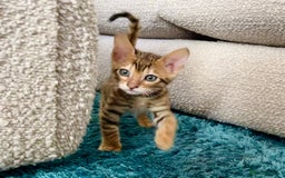 Toyger cats for sale: Full Pedigree Toyger Kittens Last Litter of 2025 - Image 25