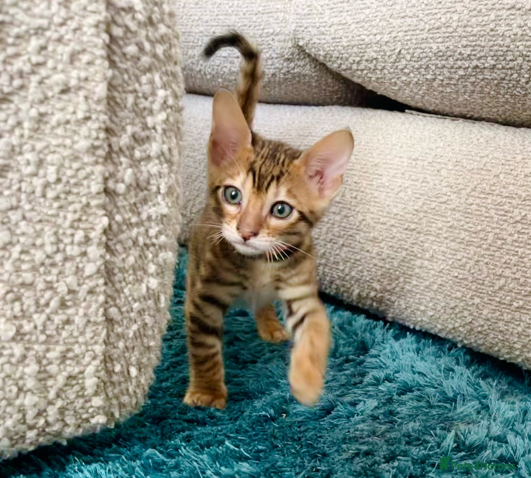 Toyger cats for sale: Full Pedigree Toyger Kittens Last Litter of 2025 - Image 25