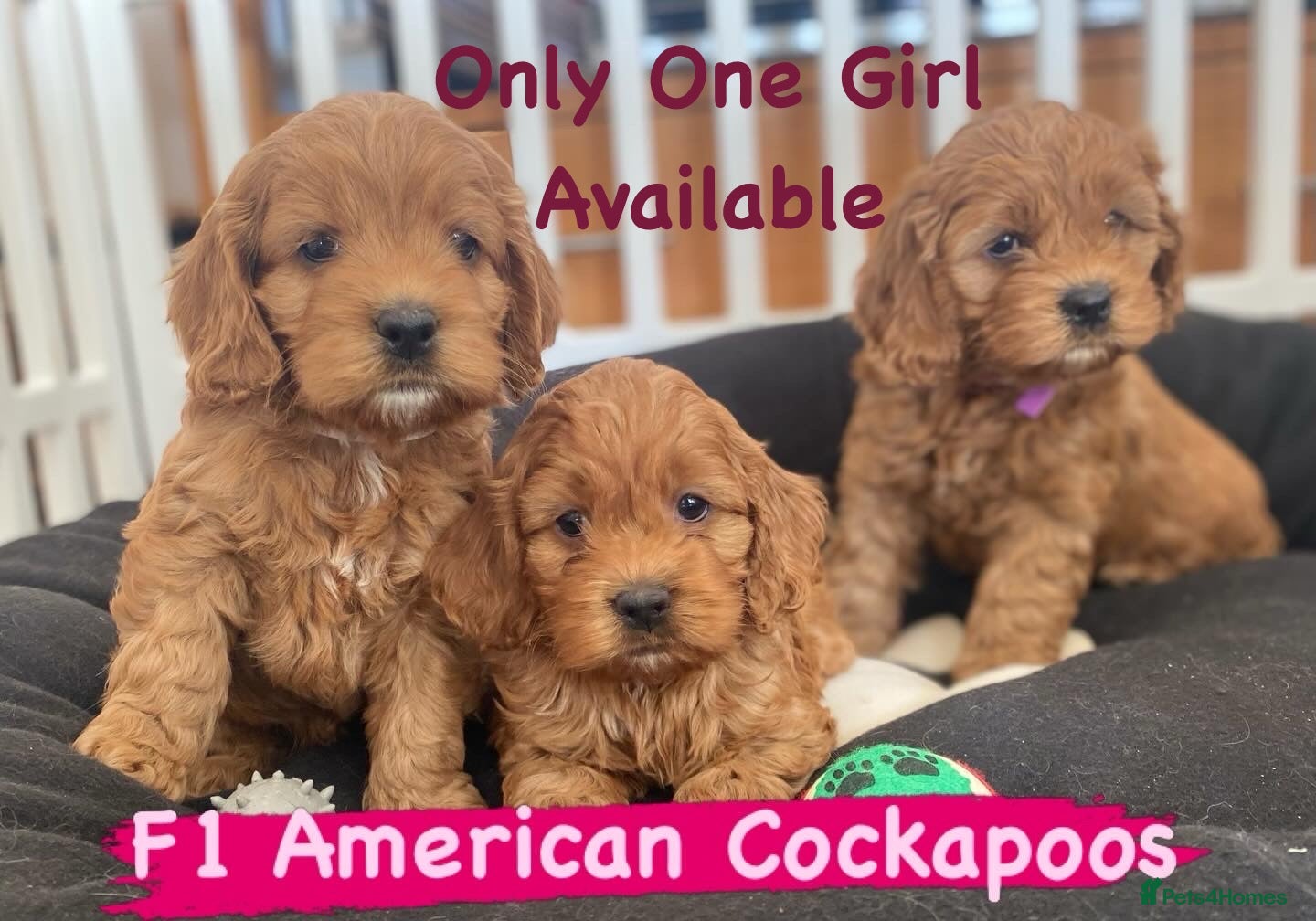 Cockapoo dogs American Cockapoo pups. F1 Health tested Parents - Advert 1