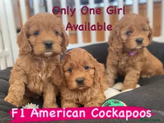 Cockapoo dogs American Cockapoo pups. F1 Health tested Parents - Advert 18