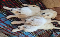 Jackapoo dogs for sale: jackapoo puppies - Image 9